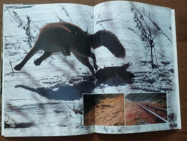 「キタキツネ物語 」東宝サンリオ 1978 映画パンフレット 半券付き 当時物 < ホビー  「キタキツネ物語 」東宝サンリオ 1978 映画パンフレット 半券付き 当時物 < ホビーの