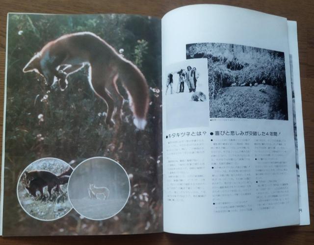 「キタキツネ物語 」東宝サンリオ 1978 映画パンフレット 半券付き 当時物 < ホビー  「キタキツネ物語 」東宝サンリオ 1978 映画パンフレット 半券付き 当時物 < ホビーの