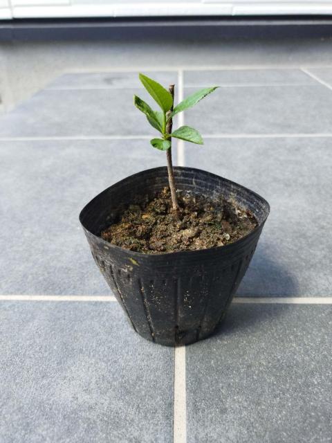 アロニアの苗木 < ペット/手芸/園芸  アロニアの苗木  < ペット/手芸/園芸の