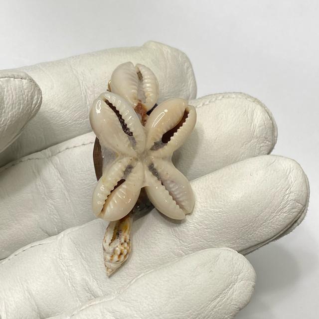 《置物No.496》天然貝 亀 幸福 シェル < インテリア/ライフ  《置物No.496》天然貝 亀 幸福 シェル < インテリア/ライフの