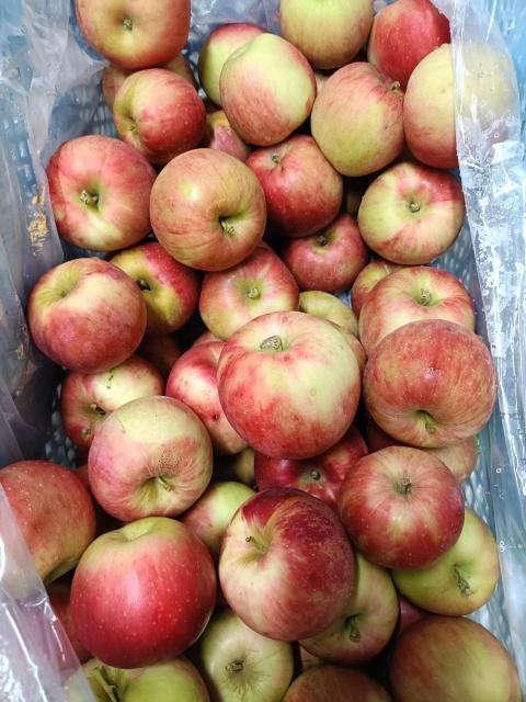 �X��� �g�� �󂠂� �_��������������悭���̂܂ܐH�ׂ�ƊÎ_���ς��ĔZ���Ȗ��킢 2.5�s��12�� �ϓ�����y6133�z �� �O����/�h�����N�� 