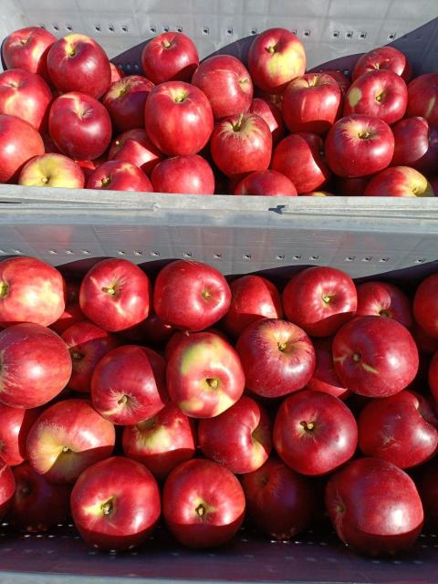 �X��� �g�� �󂠂� �_��������������悭���̂܂ܐH�ׂ�ƊÎ_���ς��ĔZ���Ȗ��킢 2.5�s��12�� �ϓ�����y6133�z �� �O����/�h�����N�� 