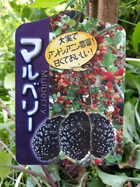 果樹の苗 / マルベリー(桑) < ペット/手芸/園芸  果樹の苗 / マルベリー(桑) < ペット/手芸/園芸の