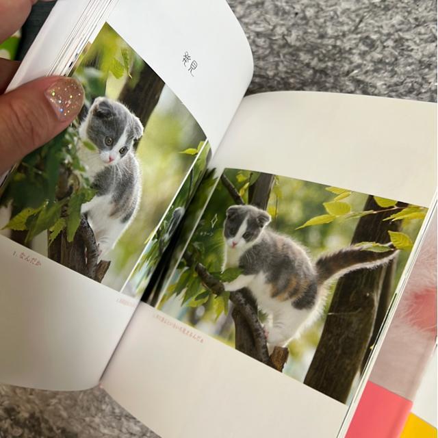 �L�����{�i�Q���Z�b�g�j �� �y�b�g/��|/���|�� 