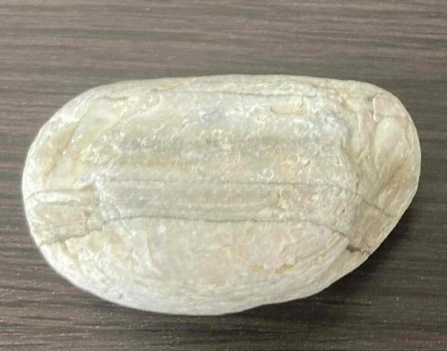 1,500円スタート!「ワイヤー作家」や「ジュエリー作家」の素材に阿波貴石(アゲート(白瑪瑙))原石 < 女性ファッション  1,500円スタート!「ワイヤー作家」や「ジュエリー作家」の素材に阿波貴石(アゲート(白瑪瑙))原石  < 女性ファッションの