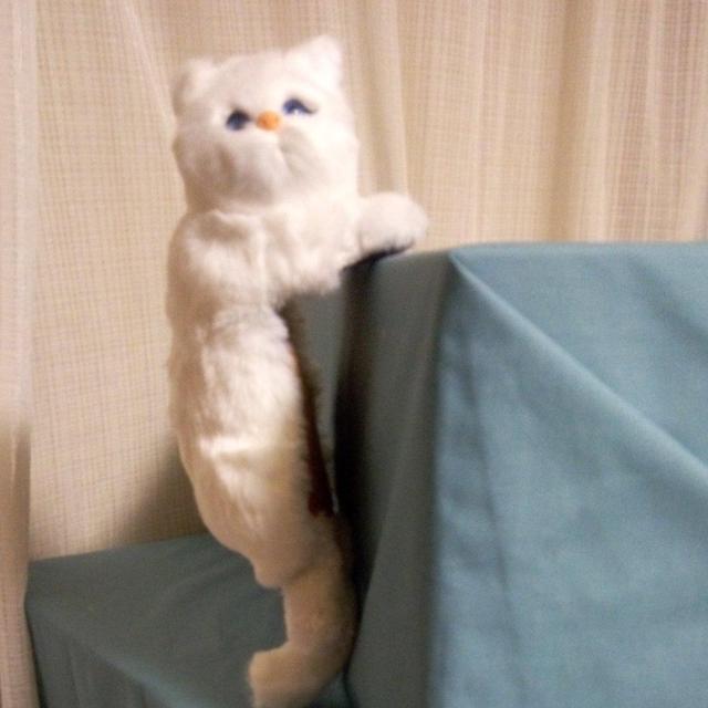 ӂӂCAT4  @L    