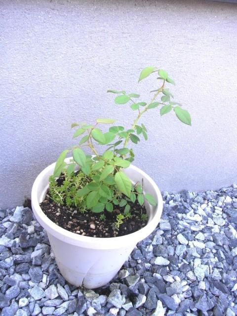 バラ苗・ピンク < ペット/手芸/園芸 バラ苗・ピンク < ペット/手芸/園芸の