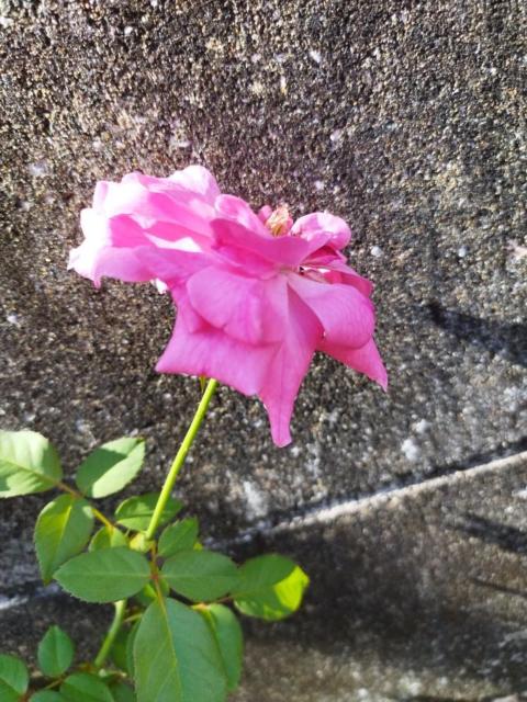 バラ苗・ピンク < ペット/手芸/園芸 バラ苗・ピンク < ペット/手芸/園芸の