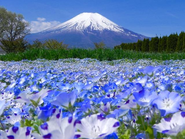 世界遺産 富士山写真 L版 5枚セット < ホビー  世界遺産 富士山写真 L版 5枚セット < ホビーの