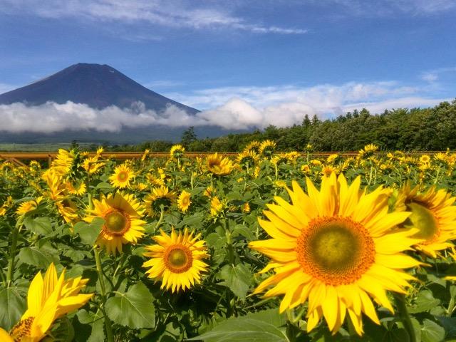 世界遺産 富士山写真 L版 5枚セット < ホビー  世界遺産 富士山写真 L版 5枚セット < ホビーの