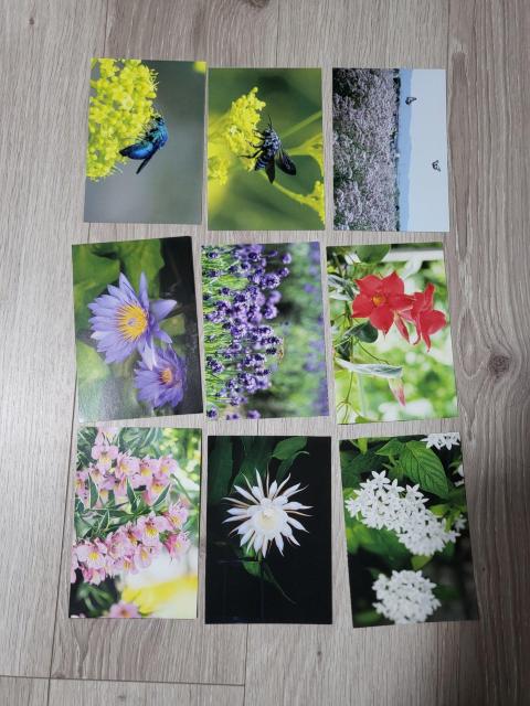 花と虫のポストカード12枚セット 写真以外に塗り絵も含む < ホビー 花と虫のポストカード12枚セット 写真以外に塗り絵も含む < ホビーの
