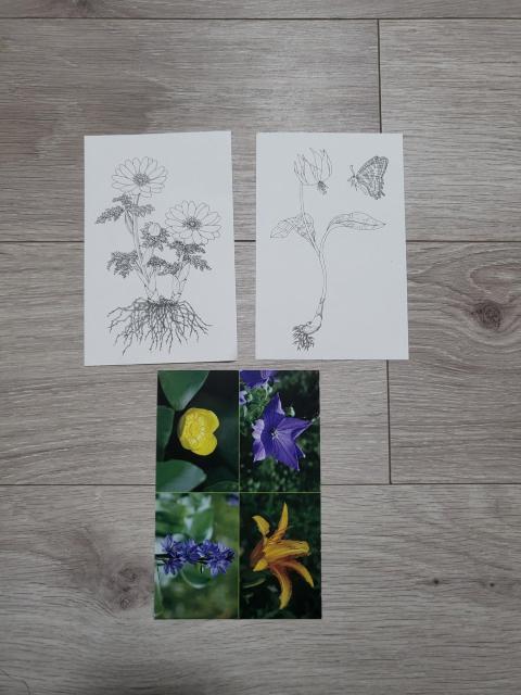 花と虫のポストカード12枚セット 写真以外に塗り絵も含む < ホビー 花と虫のポストカード12枚セット 写真以外に塗り絵も含む < ホビーの