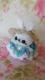 Xq҂݂݃Xgbv(ANA)