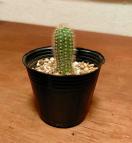 ◆スパッチ ゴールデントーチ サボテン 多肉植物 抜き苗 4cm