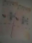 �Z�u�����i��2000�~���V�i