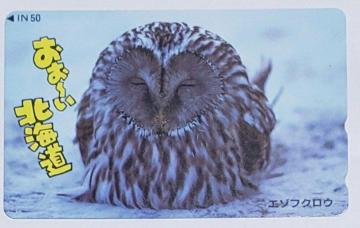 おぉ〜い北海道 エゾフクロウ