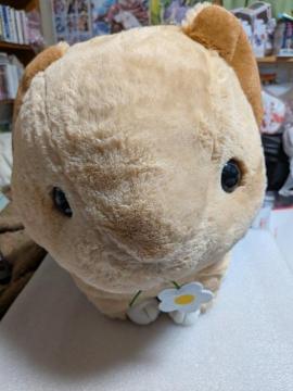 �L�����ƂȂ���������䕁D����񂫂��(�i�L�E�T�M)