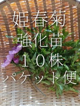 �P�t�e�̋����c�P�O���Z�b�g�{���S���S�����z���ł��_(^o^)�^