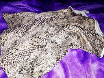 ���{����-Antoine & Lili-���G�ꉐ�X�l�[�NSEXY�e�����e�����L�k�X�g���b�`�L���~���p�C�\���A�j�}�������_���X�E�F�A