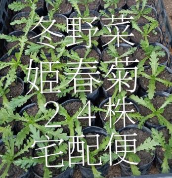 �P�t�e�̋����c�Q�S���Z�b�g�{�|�b�g�c��z�ց{���S���S�����z���ł��_(^o^)�^