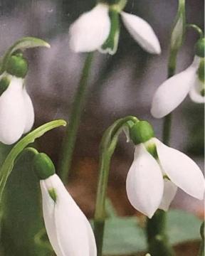 Anemone and snow drop@Zbg