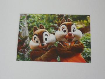 ディズニー チップ&デール ハワイ アウラニ ディズニーリゾート ポストカード