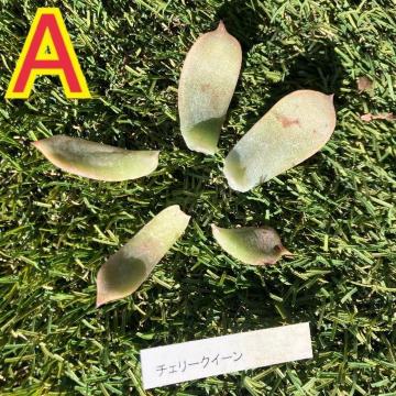 A �`�F���[�N�C�[�� �t���� �t�}�� 5�� �s���N���� �`�F���[�N�B�[��