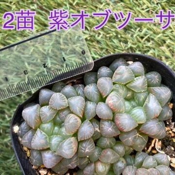 ���I�u�c�[�T �I�u�c�[�T �I�u �n�I���`�A �����c 2�c ���� ���I�u �I�u