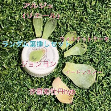 t}Zbg EHibgP[L AWF W  C[hXm[ POhyb
