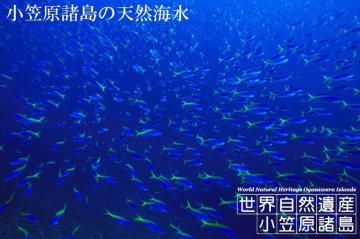 �S���ꗥ��������!���E��Y���}�������̓V�R�C�� 20L-2