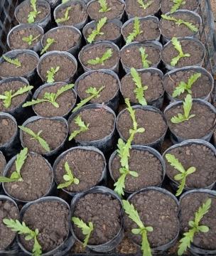 Pte̋cPQZbg{}[S[hԎ{Iׂei{Sł_(^o^)^