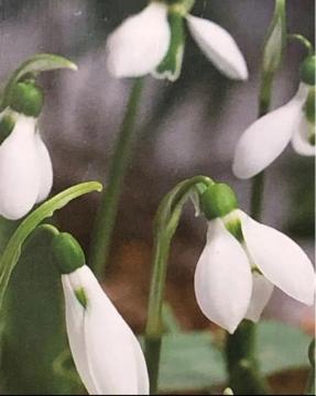 Anemone and snow drop@Zbg