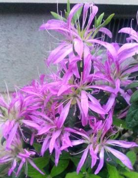 ���`�c�c�W�y�Ԏԁi�n�i�O���}�j�z12cm�|�b�g