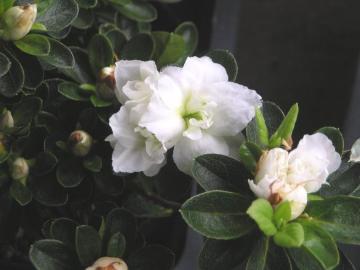 �v���ăc�c�W�y�ቲ�O�i���L�{�^���j�z12cm�|�b�g