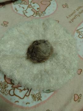 TRALALA���|���|���x���[�X