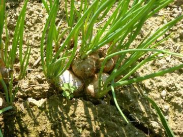 16Zbgʂ˂@ lGӂʂ˂