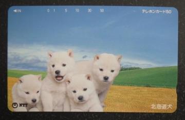 北海道犬の子犬のテレカ台紙あり未使用品