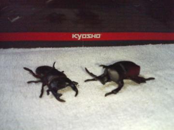   {̓1  ڸ  ܶ      Ѽ