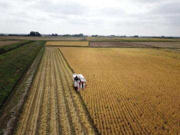 �ߘa�U�N�Y�@�L�@�엿�ā@10Kg