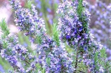 �V�R���[�Y�}���[�Ԏ�R�O���{�V�R�}���[�S�[���h�Ԏ�v���[���g�{�S�������z���ł��_(^o^)�^