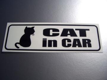 CAT IN CARXebJ[ ELĂ܂