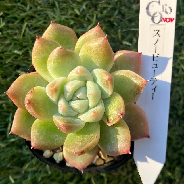 スノービューティー 多肉 韓国苗 抜き苗 多肉植物 ムチムチ < ペット/手芸/園芸 スノービューティー 多肉 韓国苗 抜き苗 多肉植物 ムチムチ < ペット/手芸/園芸の