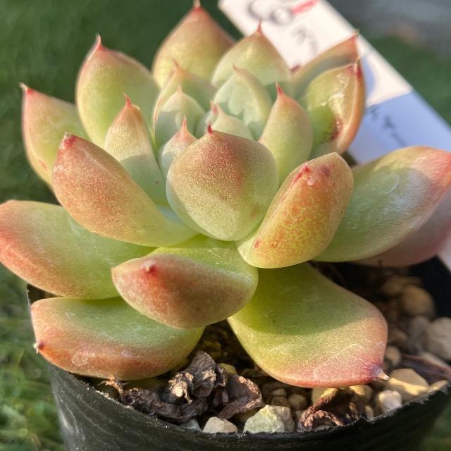 スノービューティー 多肉 韓国苗 抜き苗 多肉植物 ムチムチ < ペット/手芸/園芸 スノービューティー 多肉 韓国苗 抜き苗 多肉植物 ムチムチ < ペット/手芸/園芸の