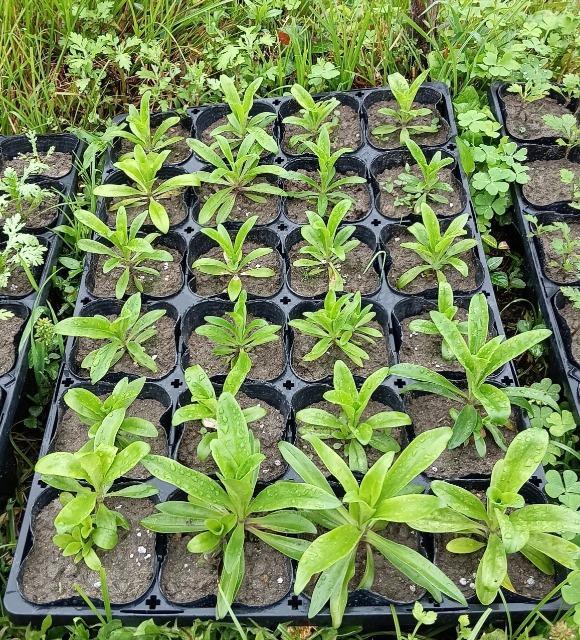 美女なでしこの苗12株+選べる粗品をプレゼント。安心匿名の全国送料無料です\(^o^)/ < ペット/手芸/園芸  美女なでしこの苗12株+選べる粗品をプレゼント。安心匿名の全国送料無料です\(^o^)/  < ペット/手芸/園芸の