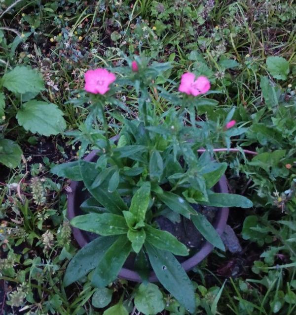 美女なでしこの苗12株+選べる粗品をプレゼント。安心匿名の全国送料無料です\(^o^)/ < ペット/手芸/園芸  美女なでしこの苗12株+選べる粗品をプレゼント。安心匿名の全国送料無料です\(^o^)/ < ペット/手芸/園芸の