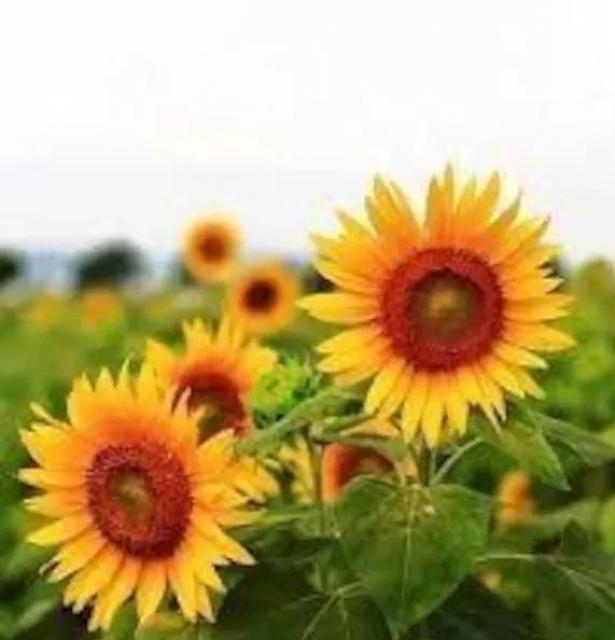 花タネ8種セット+選べる粗品+全国匿名送料無料です\(^o^)/ < ペット/手芸/園芸  花タネ8種セット+選べる粗品+全国匿名送料無料です\(^o^)/ < ペット/手芸/園芸の