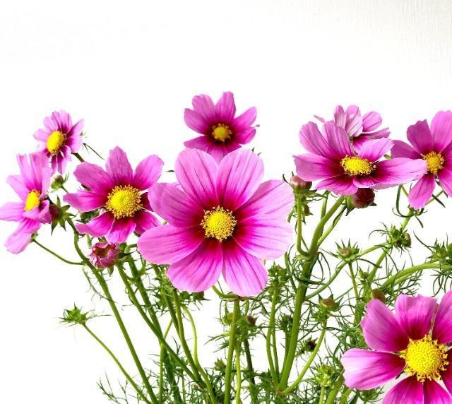 花タネ8種セット+選べる粗品+全国匿名送料無料です\(^o^)/ < ペット/手芸/園芸  花タネ8種セット+選べる粗品+全国匿名送料無料です\(^o^)/ < ペット/手芸/園芸の