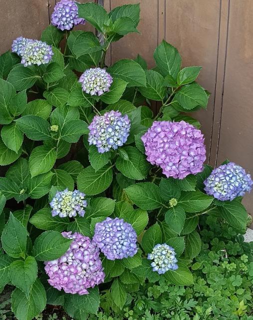 花タネ8種セット+選べる粗品+全国匿名送料無料です\(^o^)/ < ペット/手芸/園芸  花タネ8種セット+選べる粗品+全国匿名送料無料です\(^o^)/ < ペット/手芸/園芸の