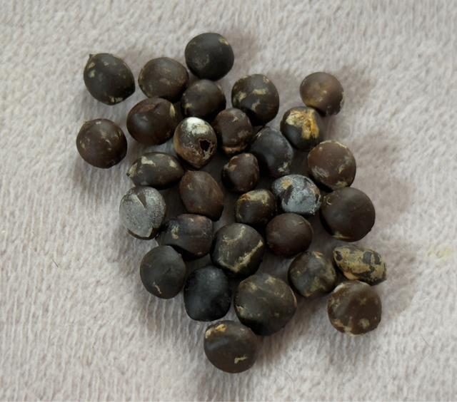 ナンキンハゼの種 < ペット/手芸/園芸  ナンキンハゼの種  < ペット/手芸/園芸の