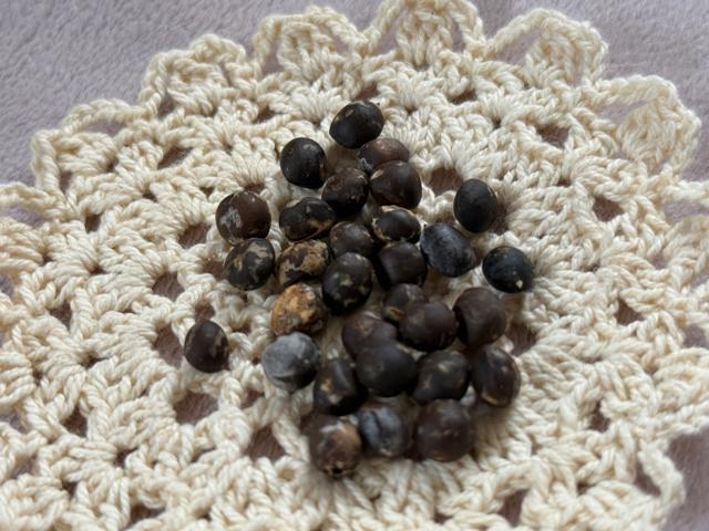 ナンキンハゼの種 < ペット/手芸/園芸  ナンキンハゼの種 < ペット/手芸/園芸の